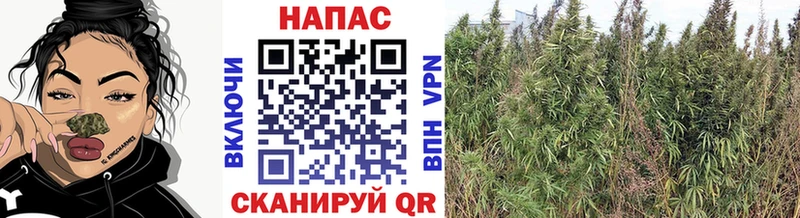 Купить где  Первоуральск  Шишки марихуана Bruce Banner 